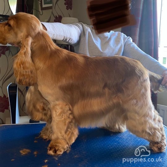 Cocker Spaniel (Working &amp; Show)
