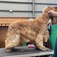 Cocker Spaniel