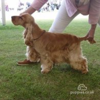 Cocker Spaniel