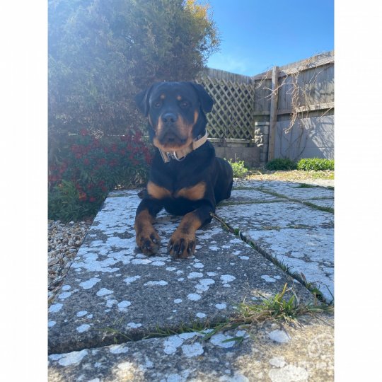 Rottweiler