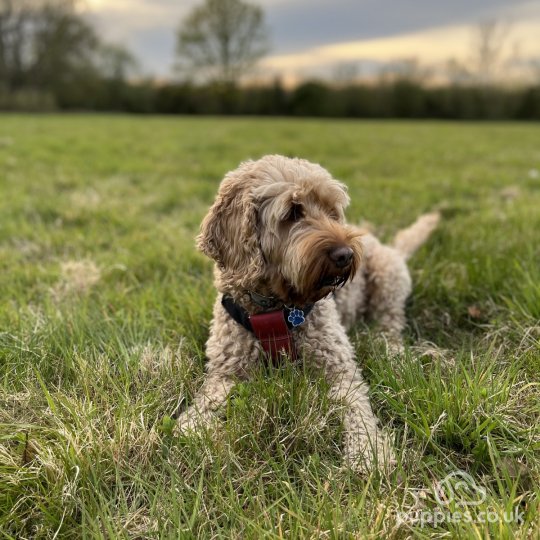 Cockapoo stud hot sale dogs