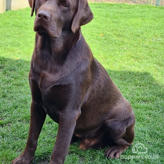 Labrador Retriever