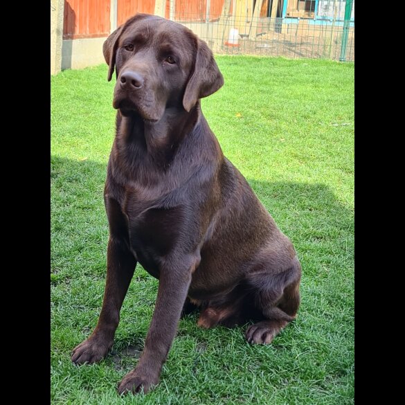 Labrador Retriever