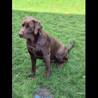 Labrador Retriever