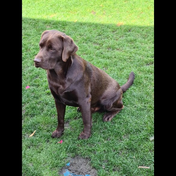 Labrador Retriever