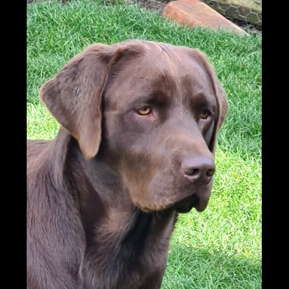 Labrador Retriever
