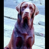 Labrador Retriever