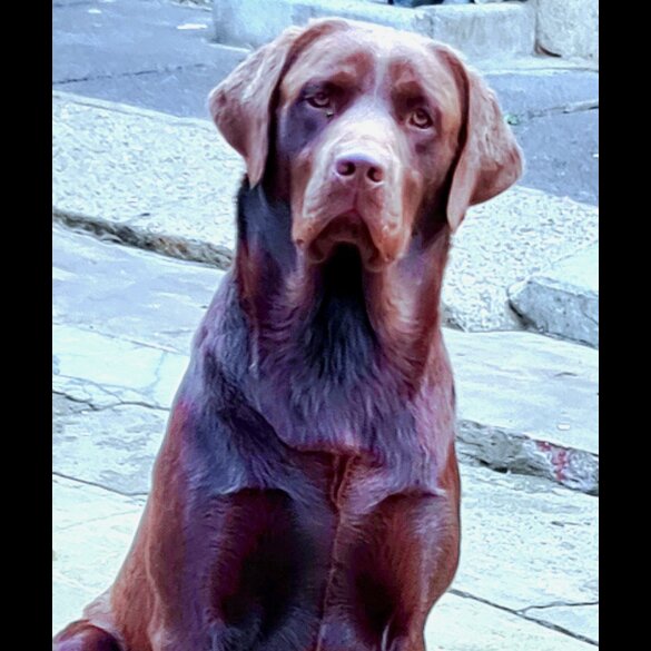 Labrador Retriever