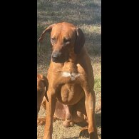 Rhodesian Ridgeback