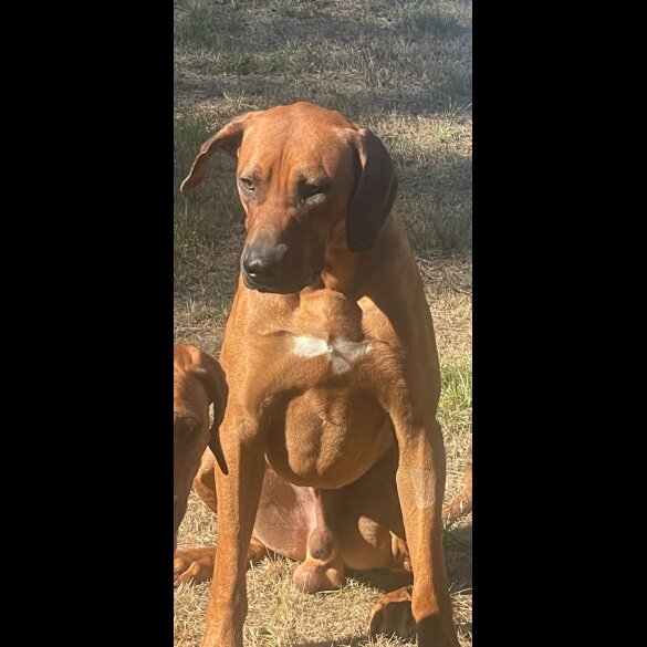Rhodesian Ridgeback