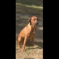 Rhodesian Ridgeback