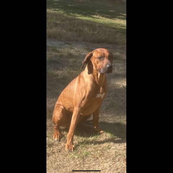 Rhodesian Ridgeback