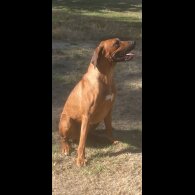 Rhodesian Ridgeback