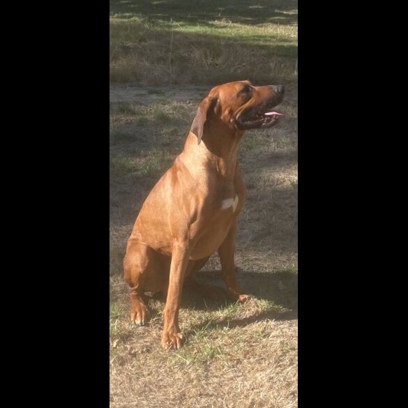 Rhodesian Ridgeback