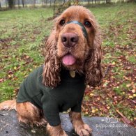 Cocker Spaniel