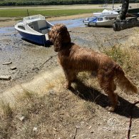 Cocker Spaniel