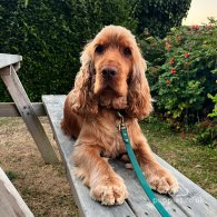 Cocker Spaniel