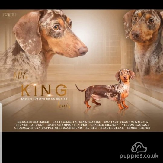 Dachshund (Standard &amp; Miniature)