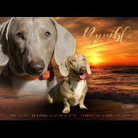 Dachshund (Standard &amp; Miniature)