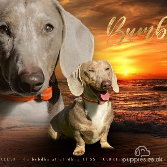 Dachshund (Standard & Miniature)