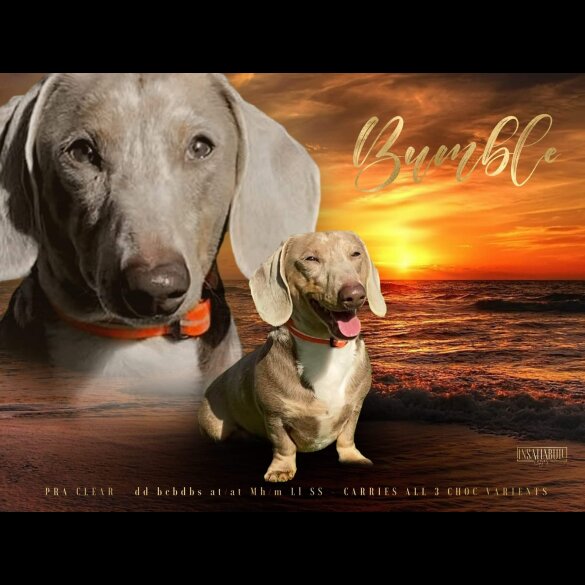 Dachshund (Standard &amp; Miniature)