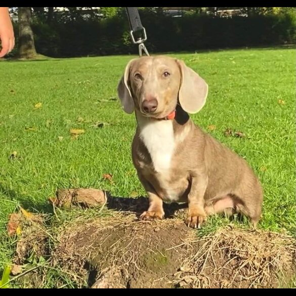 Dachshund (Standard &amp; Miniature)