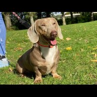 Dachshund (Standard &amp; Miniature)