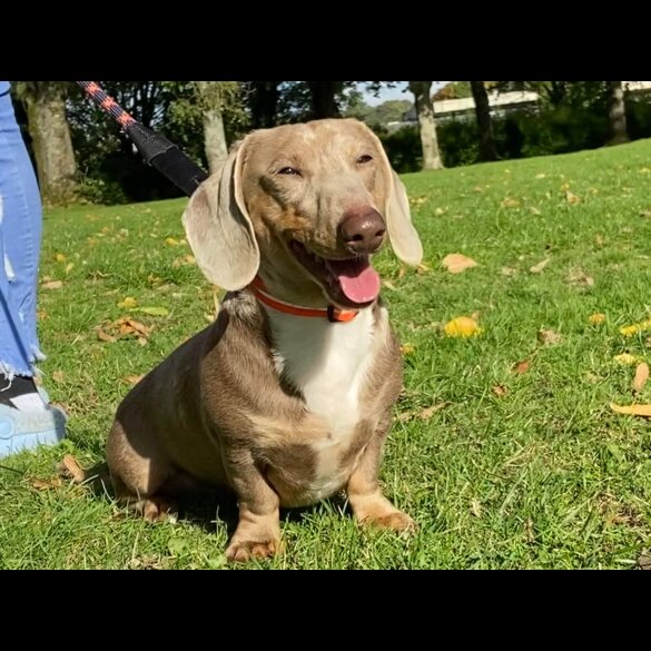 Dachshund (Standard &amp; Miniature)