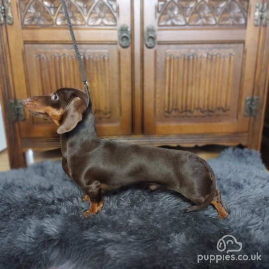 Dachshund (Standard & Miniature)