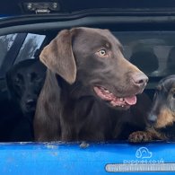 Labrador Retriever