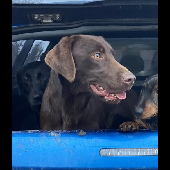 Labrador Retriever