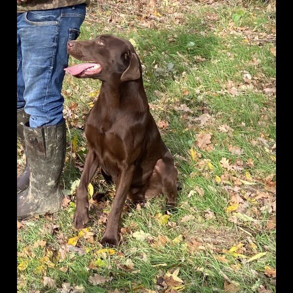 Labrador Retriever
