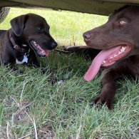 Labrador Retriever