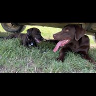 Labrador Retriever