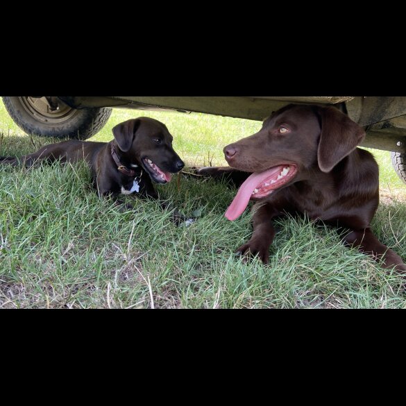 Labrador Retriever