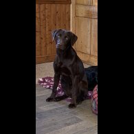 Labrador Retriever