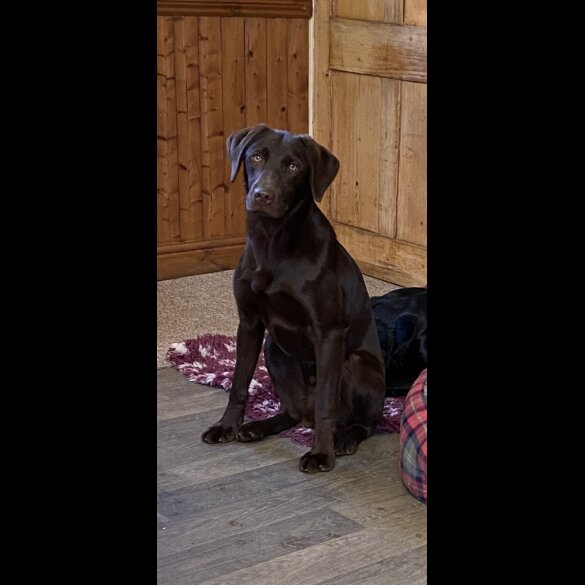Labrador Retriever