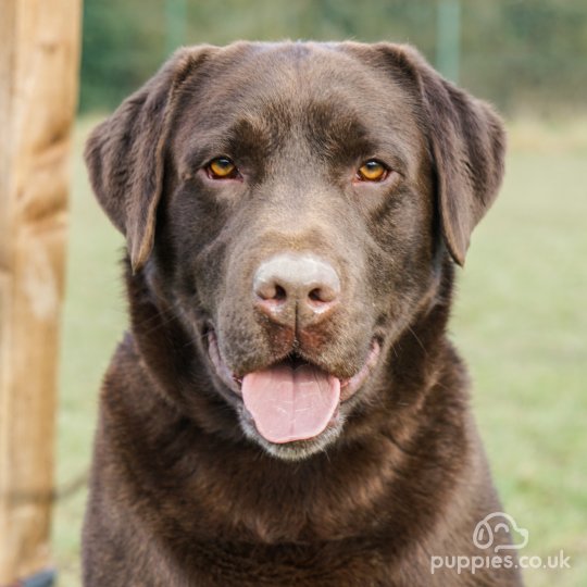 Labrador Retriever