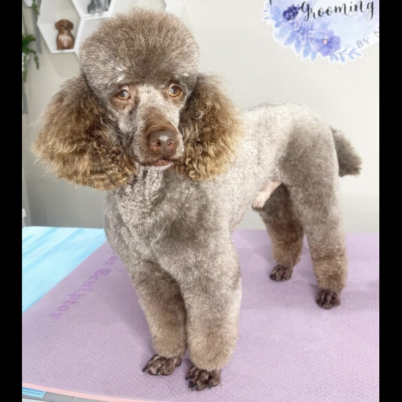 Miniature Poodle