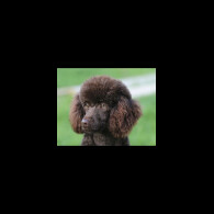 Miniature Poodle