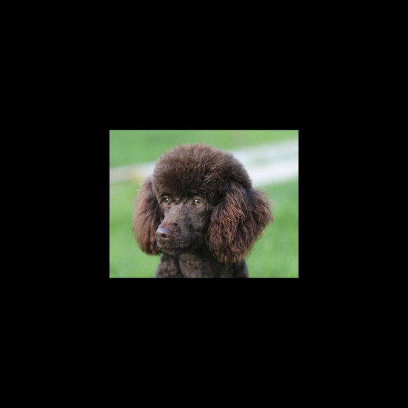 Miniature Poodle