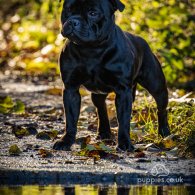 Staffordshire Bull Terrier