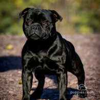 Staffordshire Bull Terrier