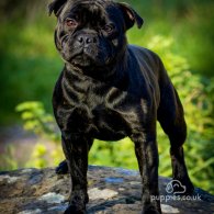 Staffordshire Bull Terrier