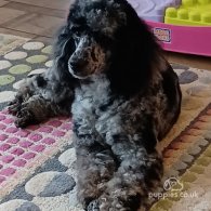 Miniature Poodle