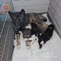 Akita - Dogs