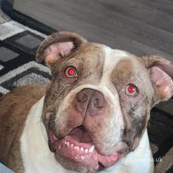 American Bulldog - Both