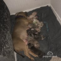 American Bulldog - Dogs