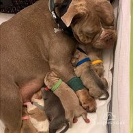 American Bulldog - Dogs