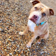American Bulldog - Both